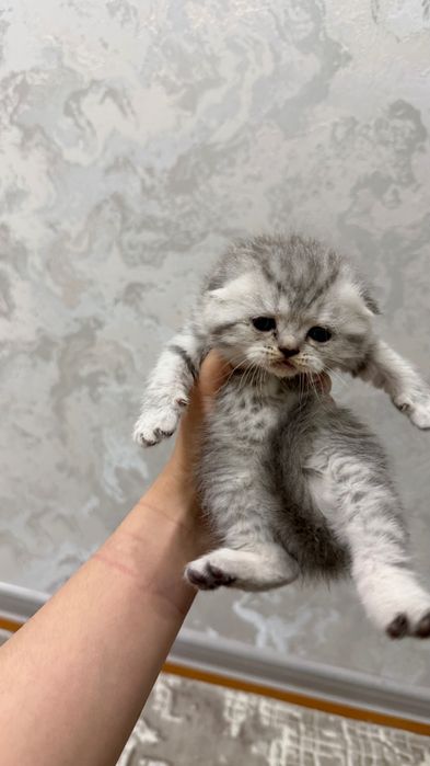 Продаётся котята