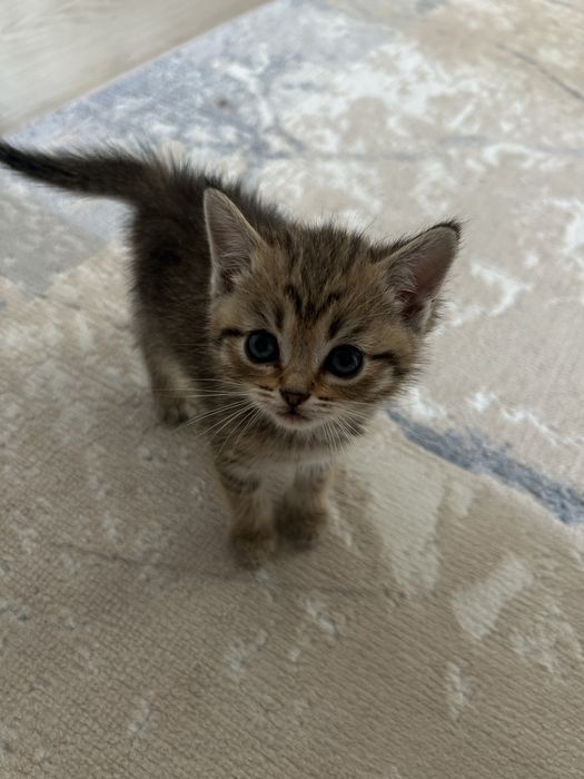 Продается котенок (девочка)