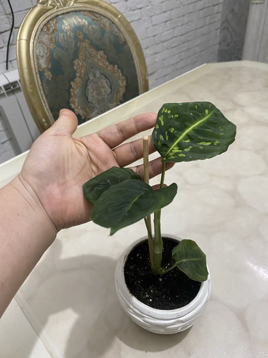 Диффинбахия сорт рефлектор