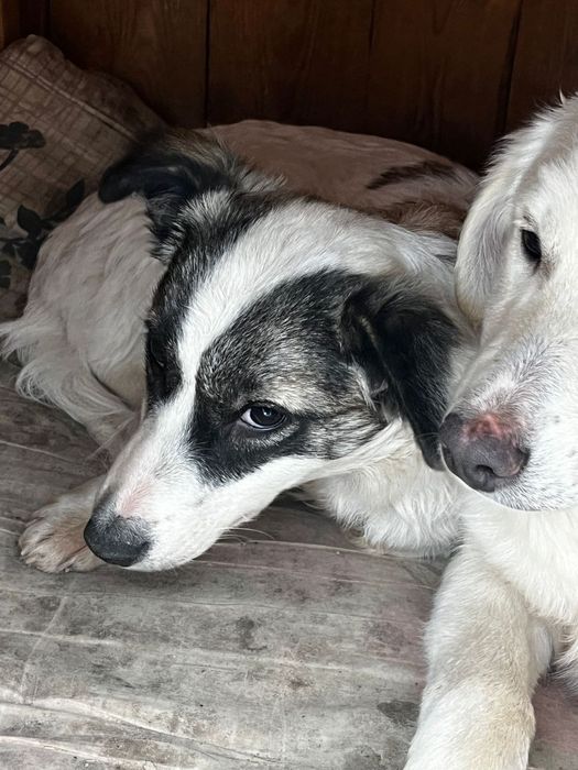 Отдам щенков в хорошие руки