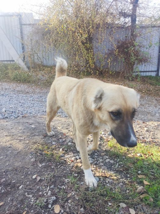 Собака породистая