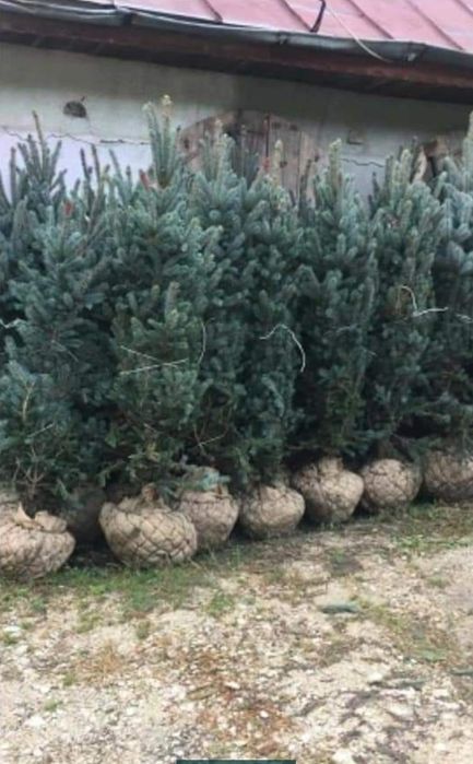 Leylandii 150-200 cm \ Gard viu