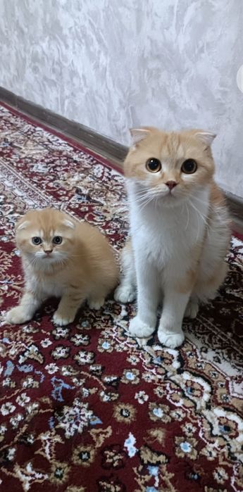 Срочно мушук сотилади