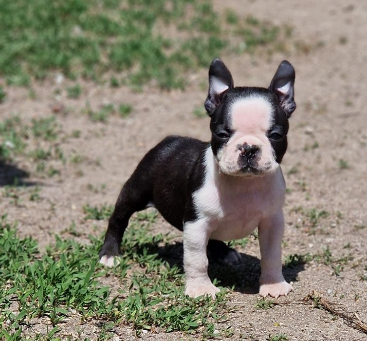 Boston terrier femela