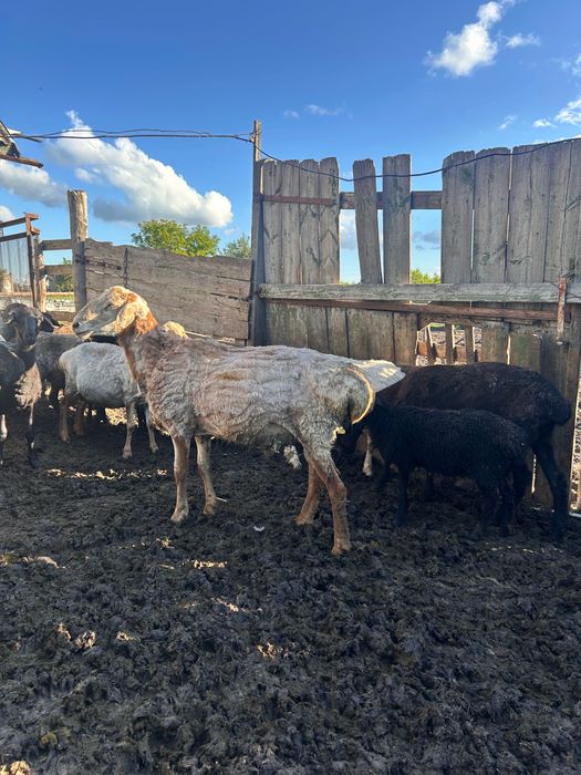 Продам племенных баранов