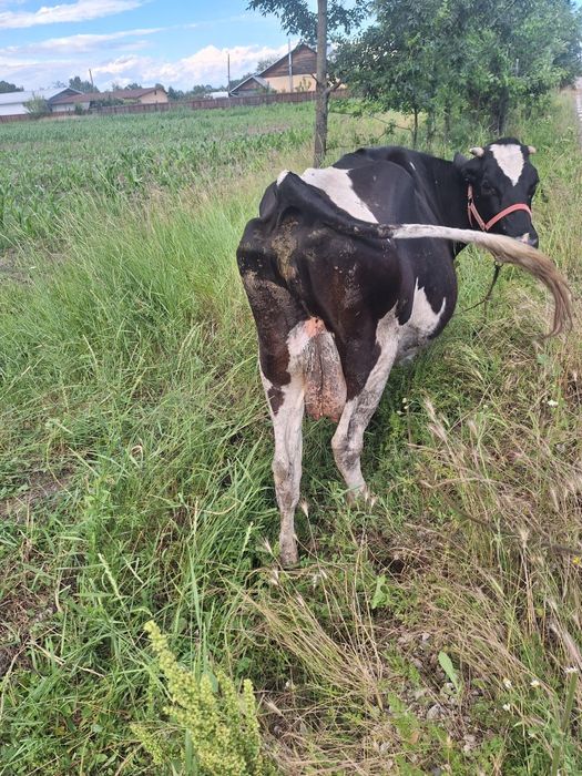 Vând vacă metis holstein cu bălțată