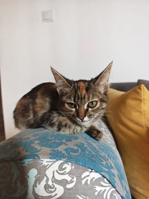 Ласковые котята ищут дом