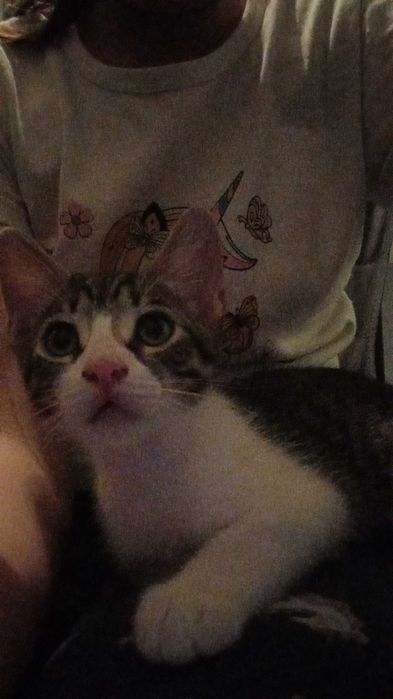 Adoptie pui de pisica