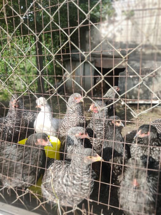 Продаю домашних курей
