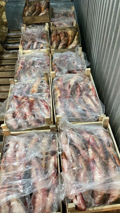 Сазан свежезамороженный