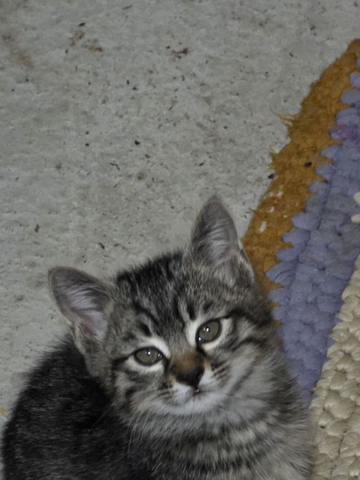 Mushukchala sotiladi