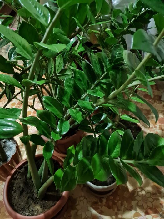 Замиокулькас  дерево