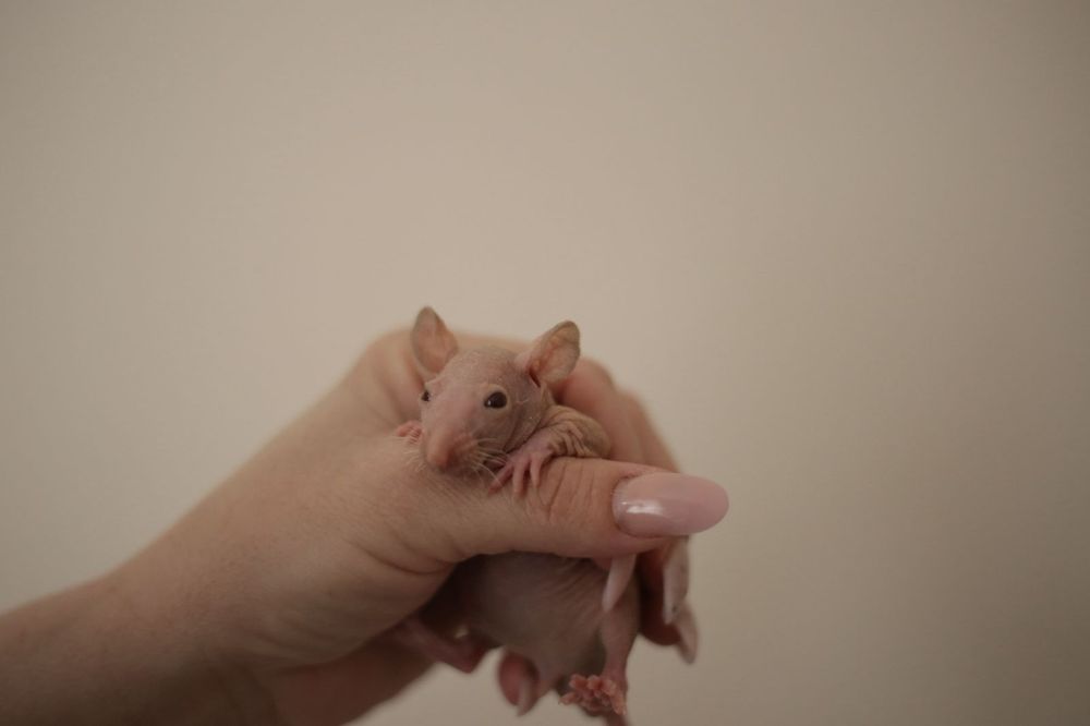 Малышь сфинкс мальчик крыс