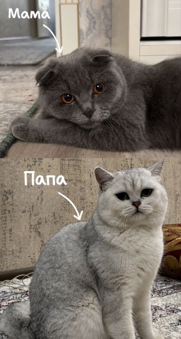 Скоттиш страйт девочка