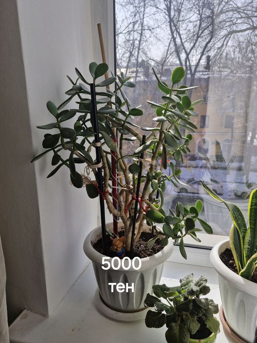 Комнатные цветы.