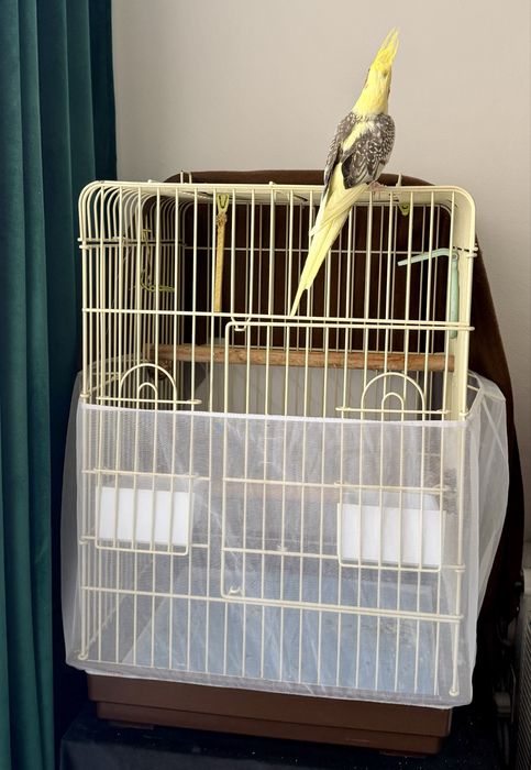 Vand papagal Nimfa , tanar si prietenos +cusca