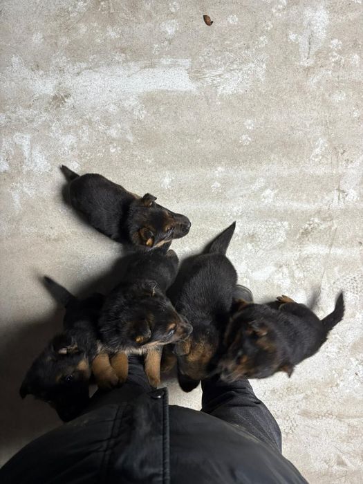 Немецкая овчарка