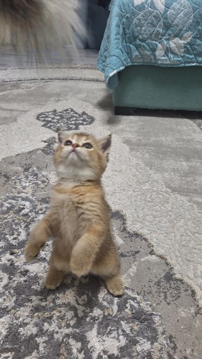 Шикарные котята  шиншилки