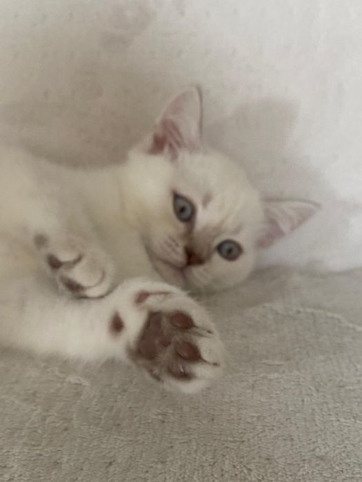 British Shorthair