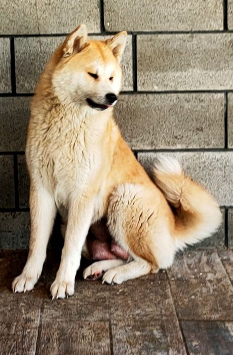 Щенок Акиты -ину девочка