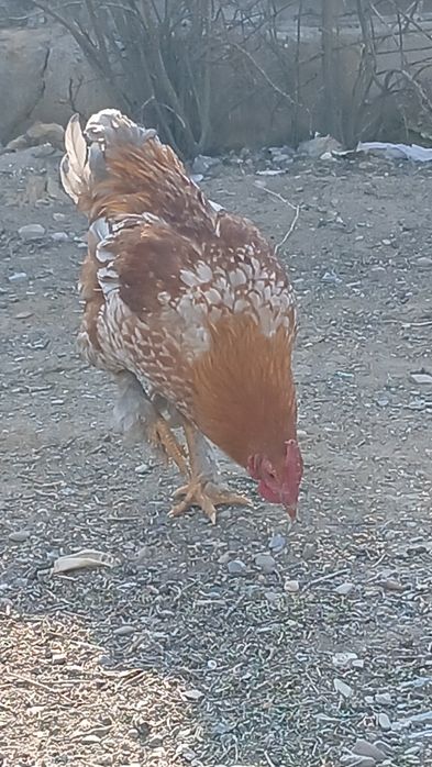 Қораз сатылады жас қораз