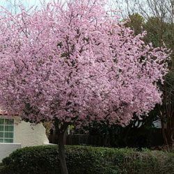 Prunus Cerasifera Nigra