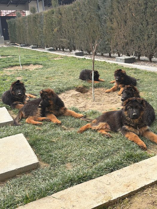 Предлогаются щенки немецкой овчарки.