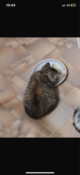 Отдам котят даром