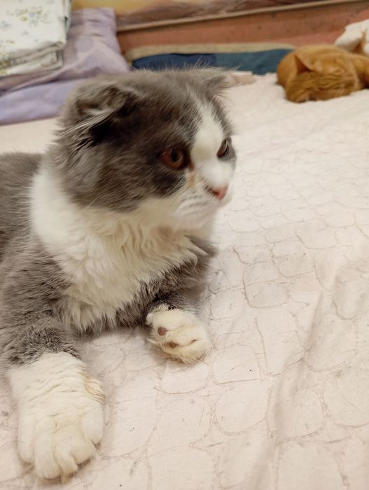 продаётся кошечка