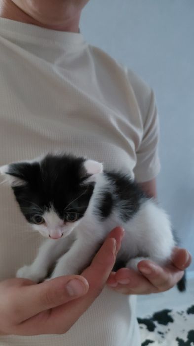 Отдам котят,в добрые руки