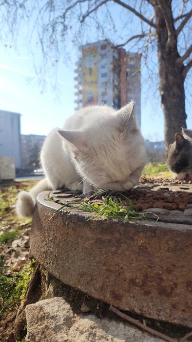 Бяло коте търси дом