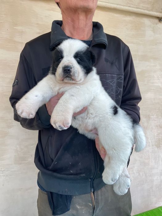 Щенок Алабая ( Супер Гигант )