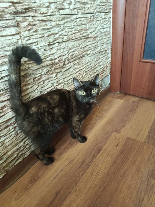 Ласковая кошечка