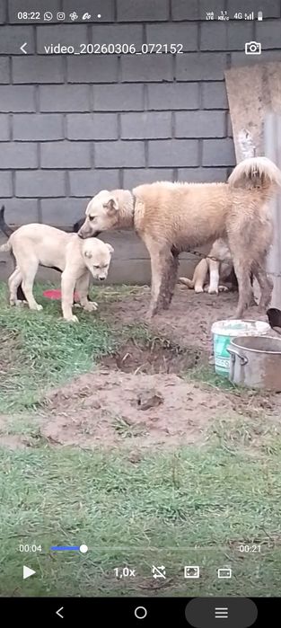 Кушык еркек 9айлык.