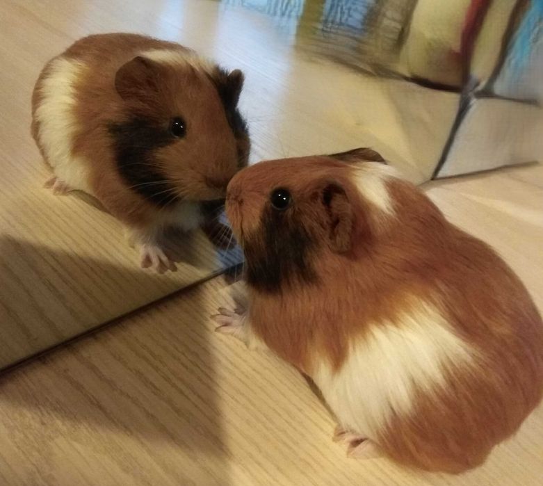 морская свинка - осталась 1 девочка (1,5 месяца)