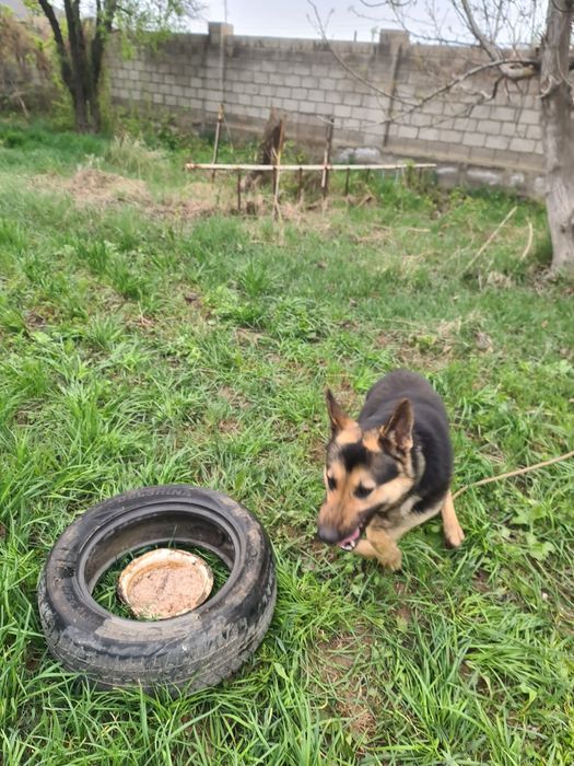 Восточной Европейский овчарка