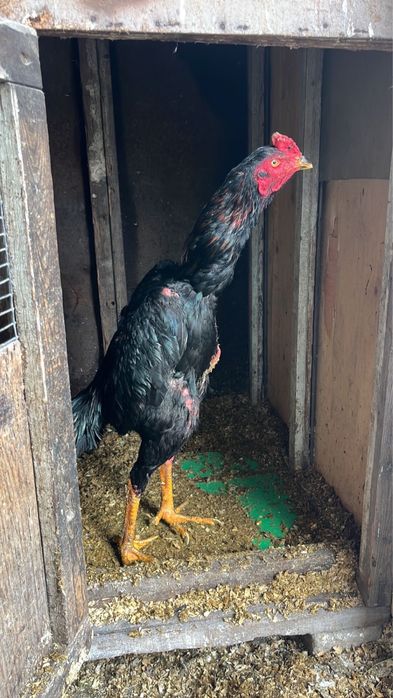 Дакан , Петух , Есик