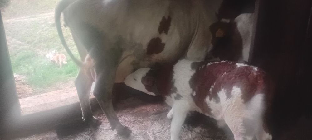 Vind vacă baltata românească de 7 ani cu vitel de 3 săptămâni