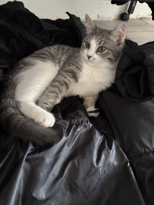 Котика в добрые руки