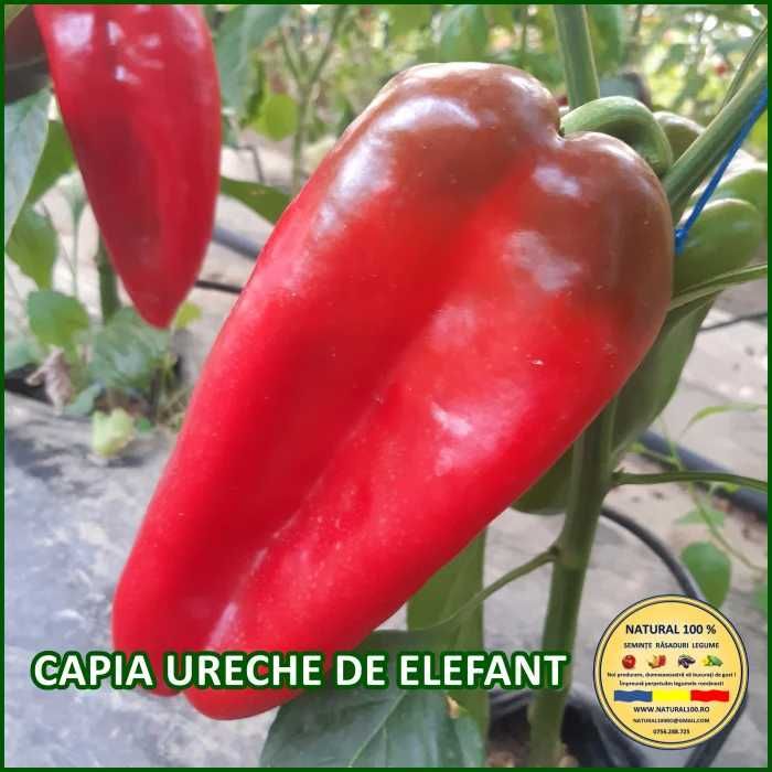 Rasaduri TRADITIONALE de legume
