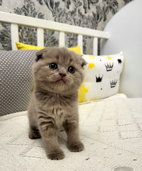 Шотландцы Лиловый Окрас.