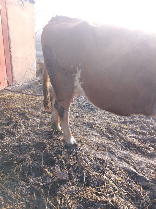 Vând vacă Bălțată Româneasca cu tăuraș