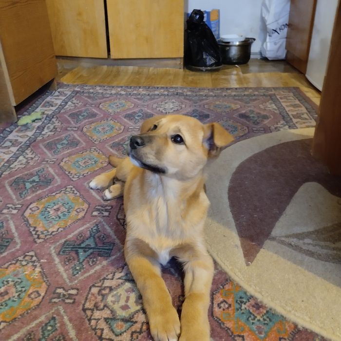 Отдам в добрые руки