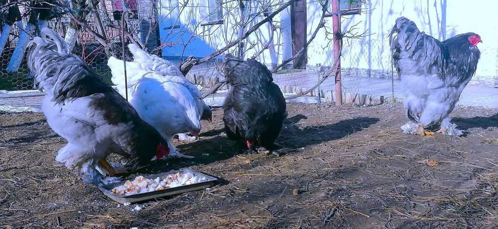 Vând oua brahma pentru incubat