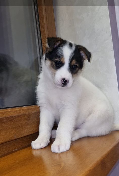 Шкода ищет мампап. Доставлю!