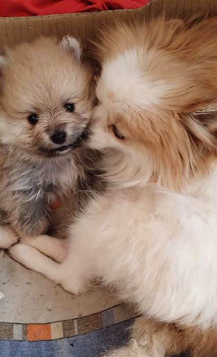 Померан , 2 момчета на 1 г.