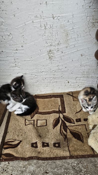 Отдам котят в добрые руки