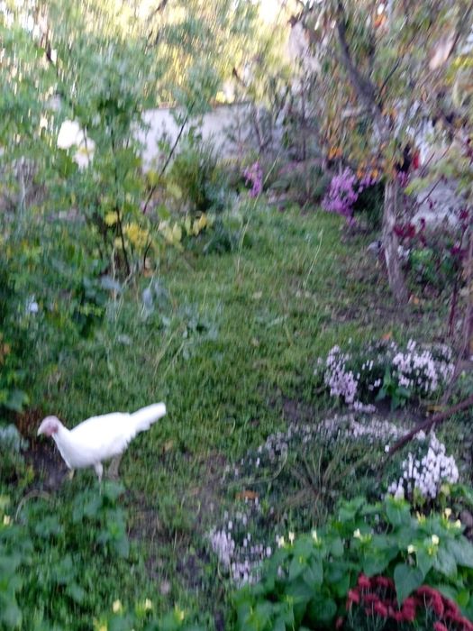 Участок 20 сотых под строительство г.Чирчик