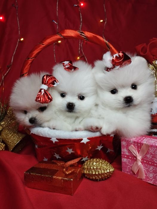 Щенки шпица мини