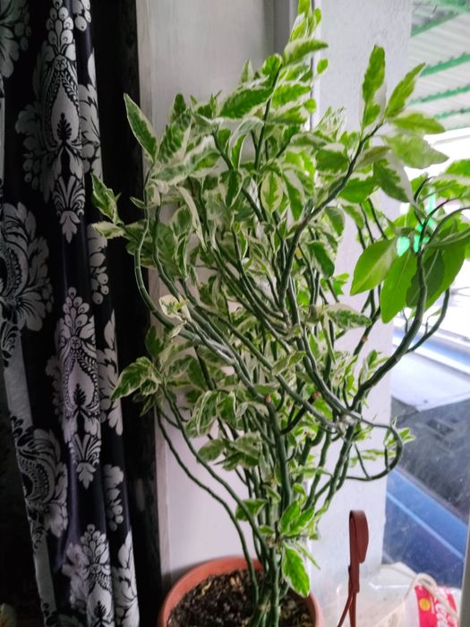 продаются комнатные растения